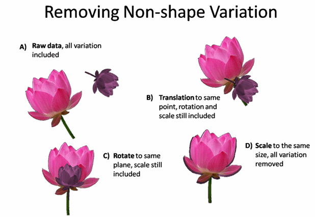 Removing Non-shape Variation