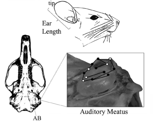 Diagram Detailing Ear Length