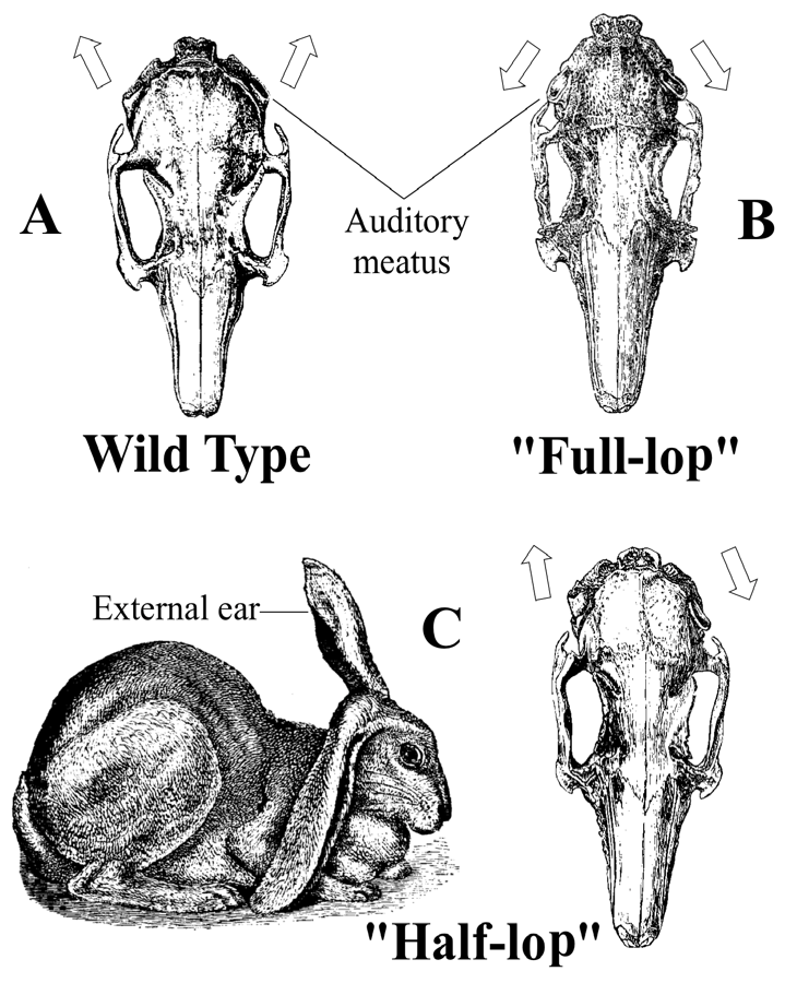 Dorsal Skull Views of Domesticated Rabbit