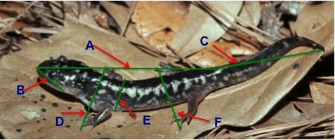 Sexual Dimorphism Examples
